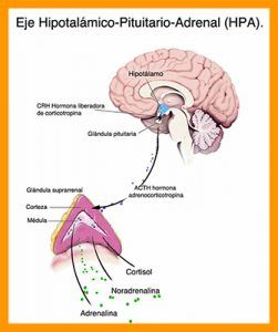 cerebro y glándula suprarrenal