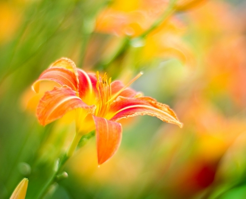 Consells de psicologia