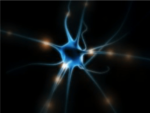 neurona